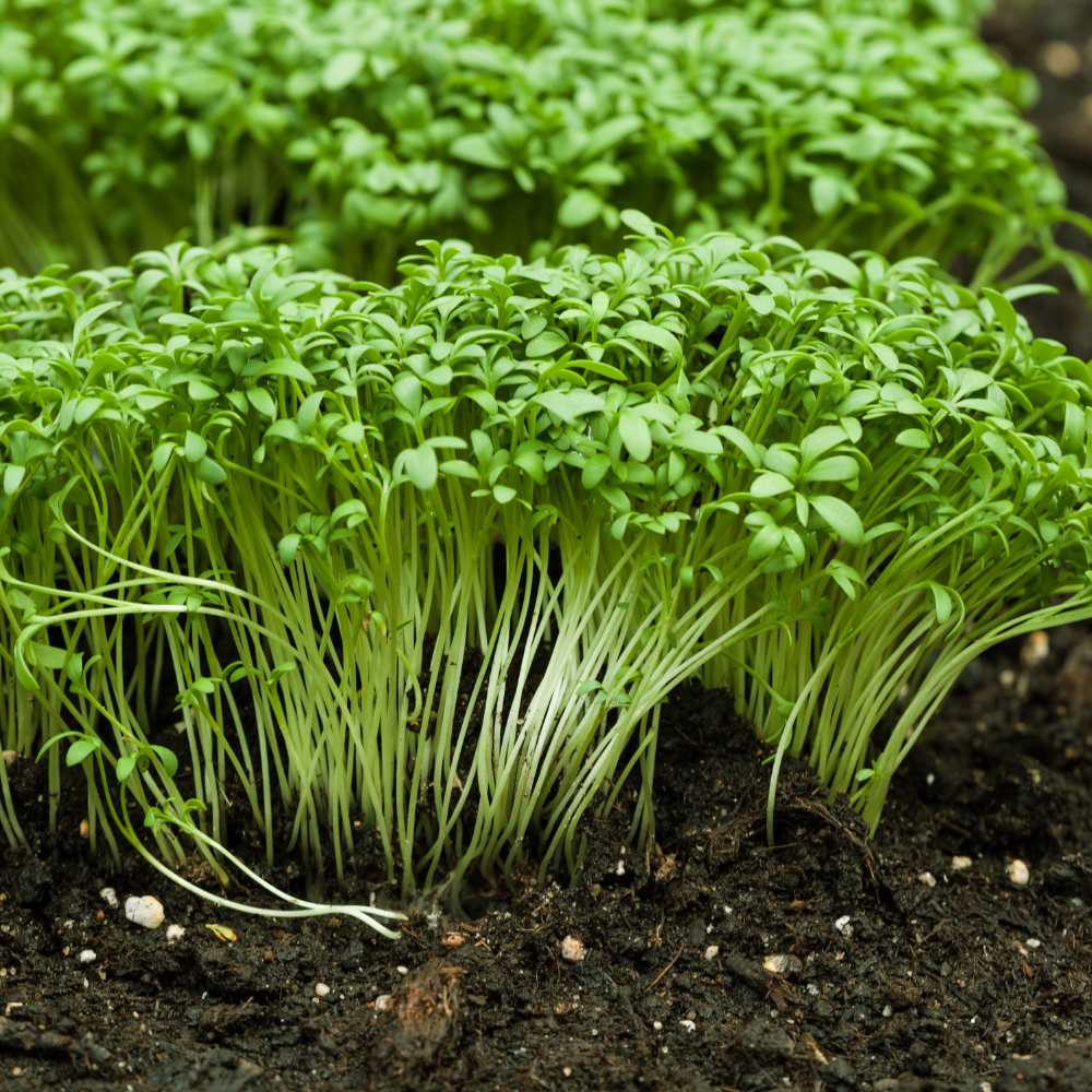 Upland Cress seeds thriving in container and raised bed gardens