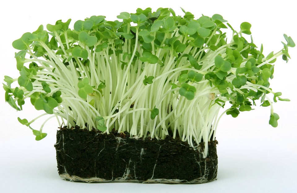Peppery leafy green growth from non-GMO Upland Cress seeds