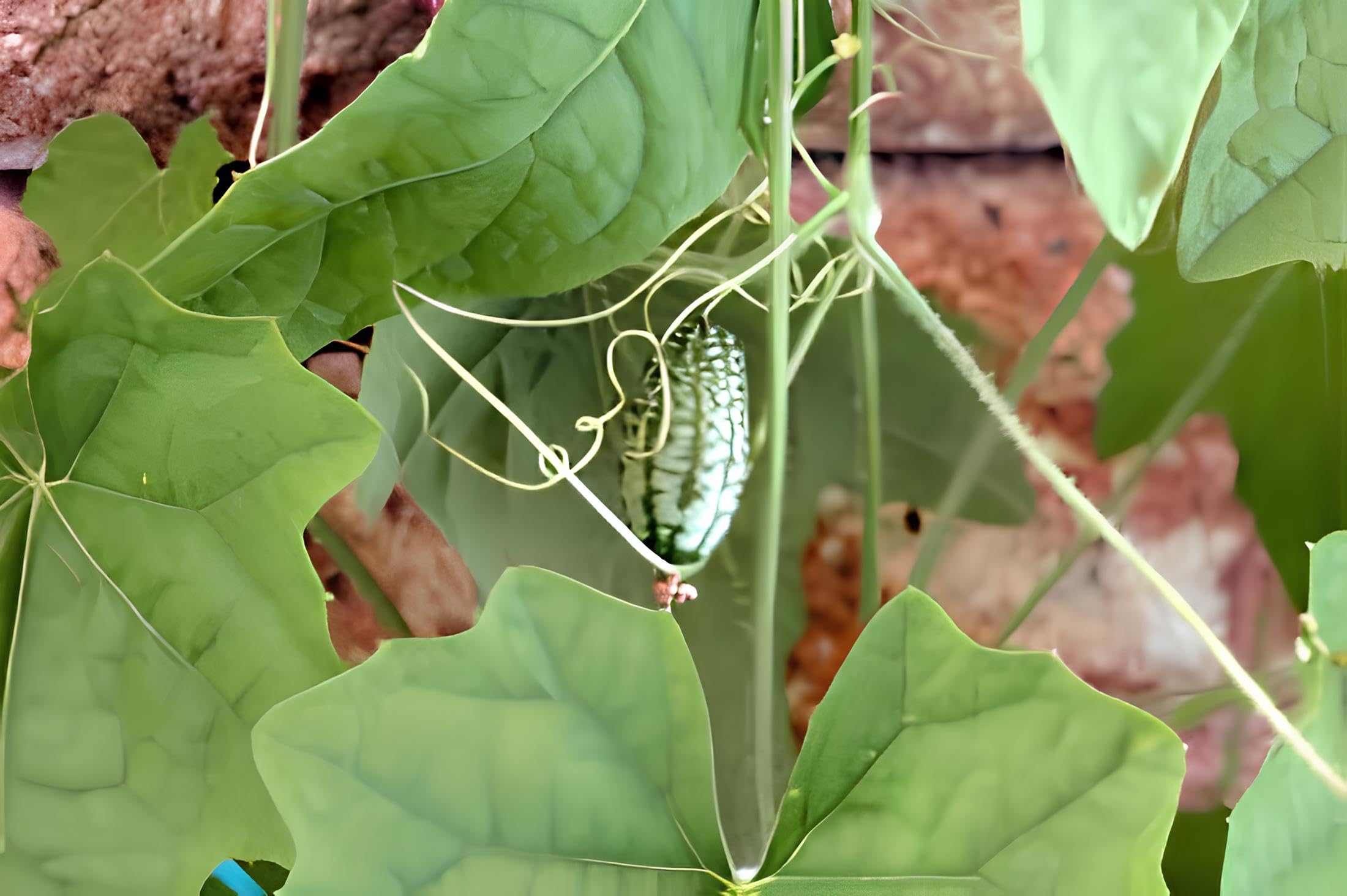 Melothria seeds for urban and container gardens