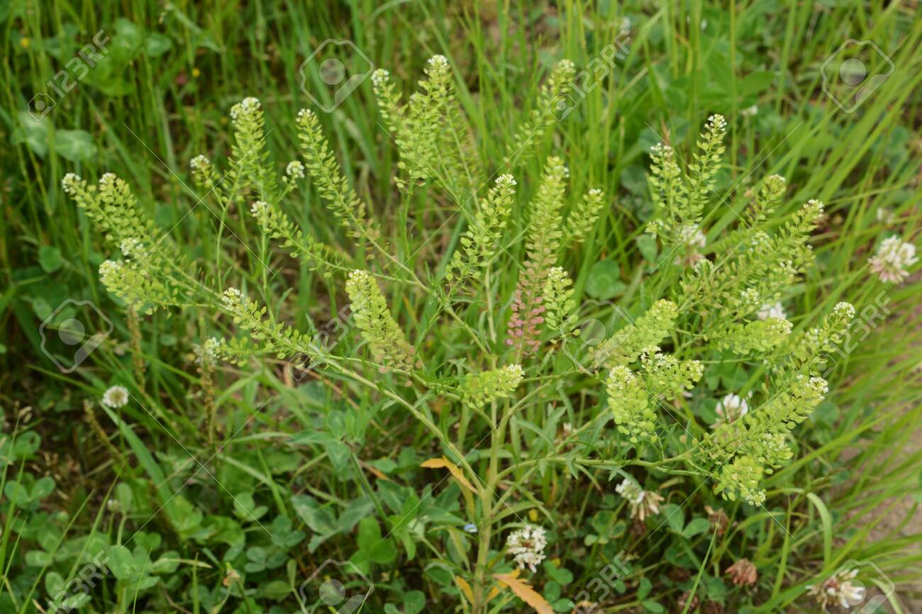 Pepperweed seeds ideal for urban garden plots