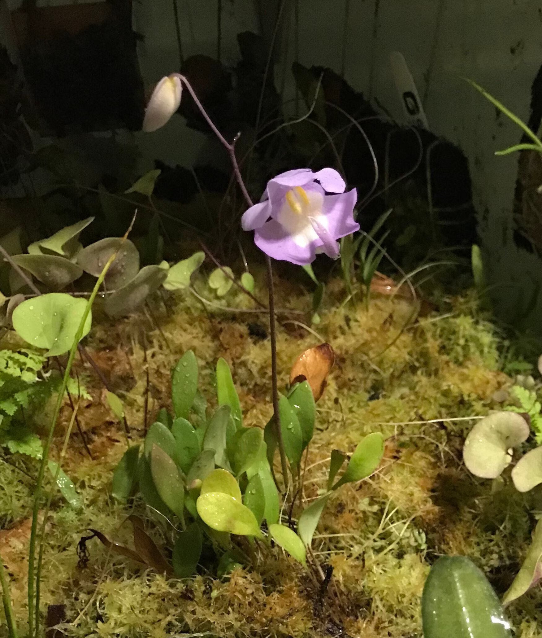 Utricularia Arenaria Carnivorous Plant