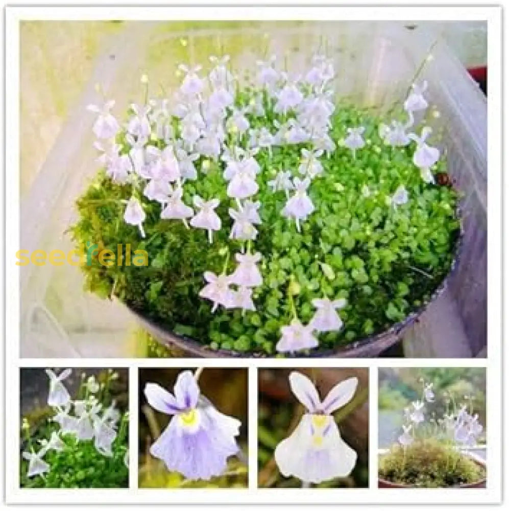 Utricularia Sandersonii Flower Seeds For Planting 100 Pcs