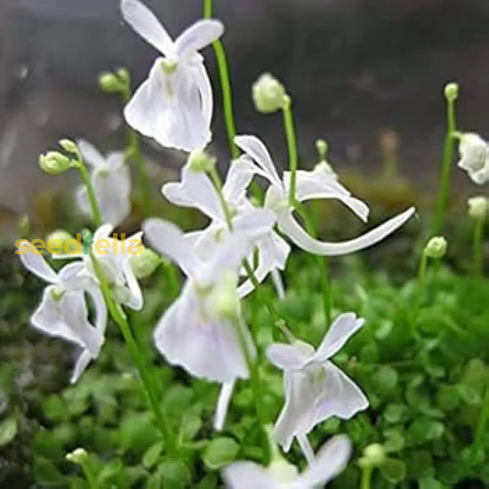 Utricularia Sandersonii Flower Seeds For Planting 100 Pcs