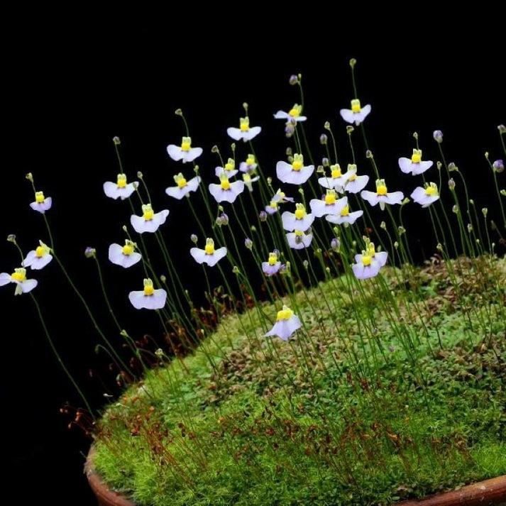 White Utricularia Bisquamata Flower seeds for Planting - Compact Growth, Heirloom & GMO Free Seeds for Home Garden
 
 Sale for planting in home garden