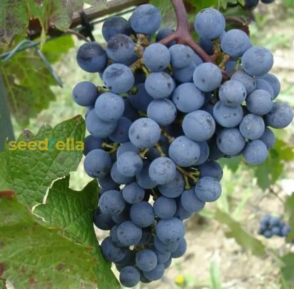 Uva Trepadoras Climbing Fruit Seeds For Planting: Grow Your Own Delicious Grapes