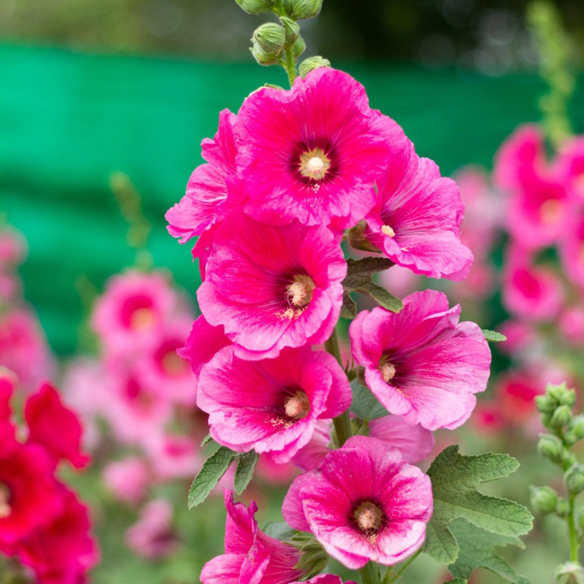 Pink Hollyhock Flower seeds for Planting Colorful Display Heirloom & GMO Free Seeds for Home Garden
 
 Sale seeds for home garden planting