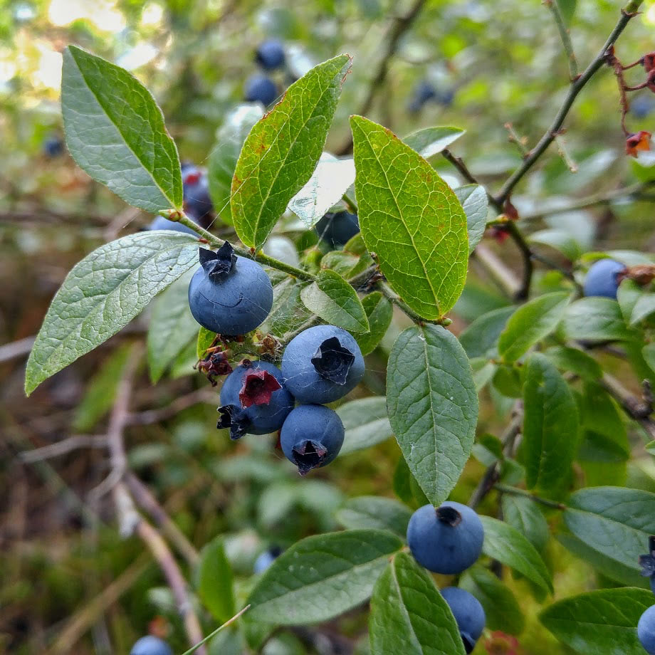Vaccinium angustifolium seeds low-bush blueberry with white flowers