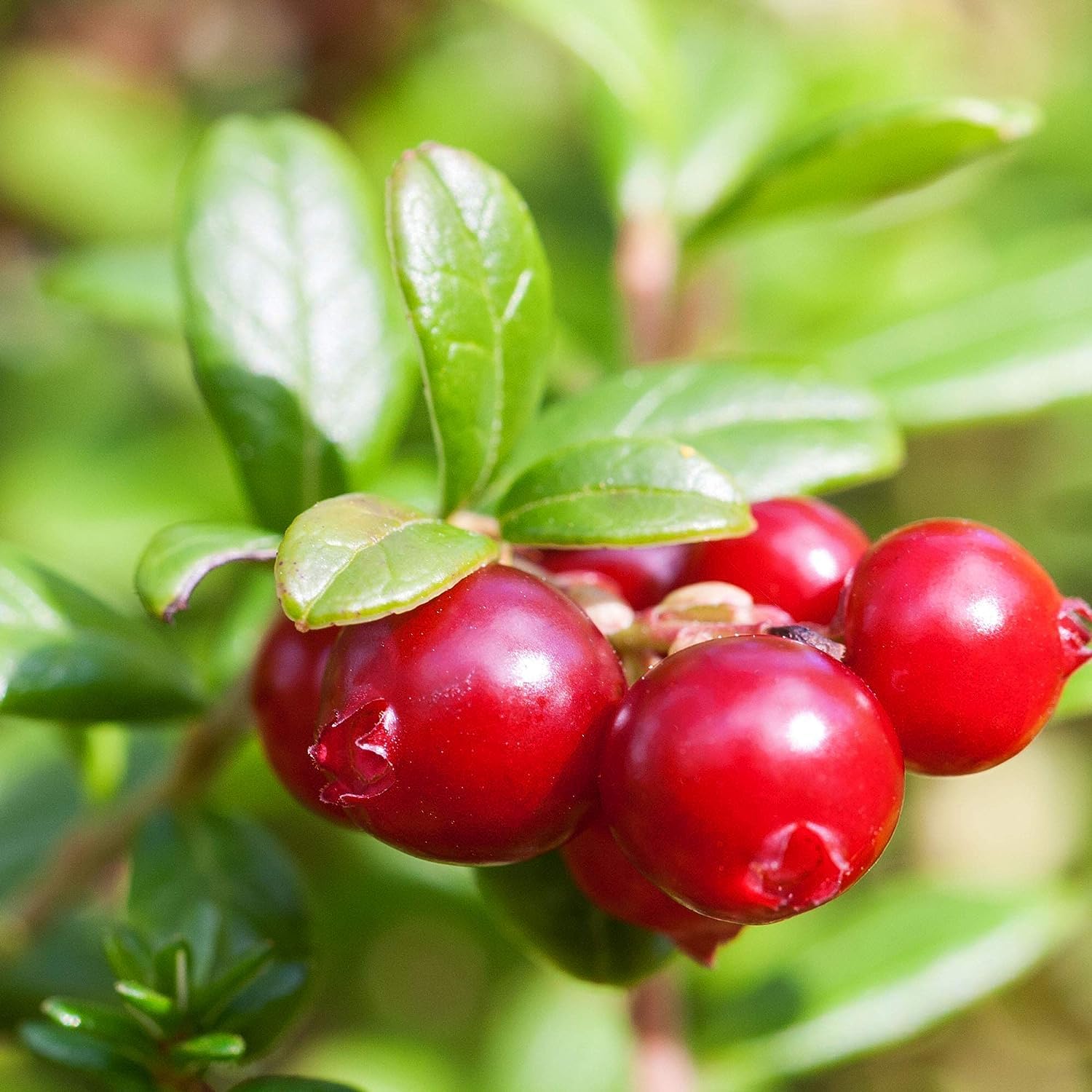Vaccinium macrocarpon cranberry bush seeds non-GMO variety