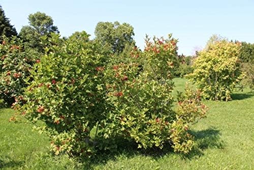 Young cranberry plant growing outdoors