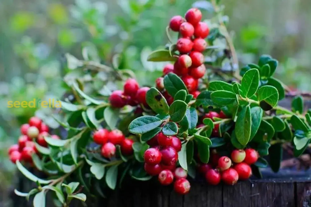 Vaccinium Macrocarpon Planting Fruit Seeds For Tart Berries