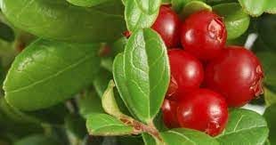 Vaccinium Macrocarpon Plants Growing in Garden, Healthy Cranberry Plants with Red Berries