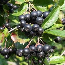 Vaccinium Myrtillus Seeds for Home Garden Planting