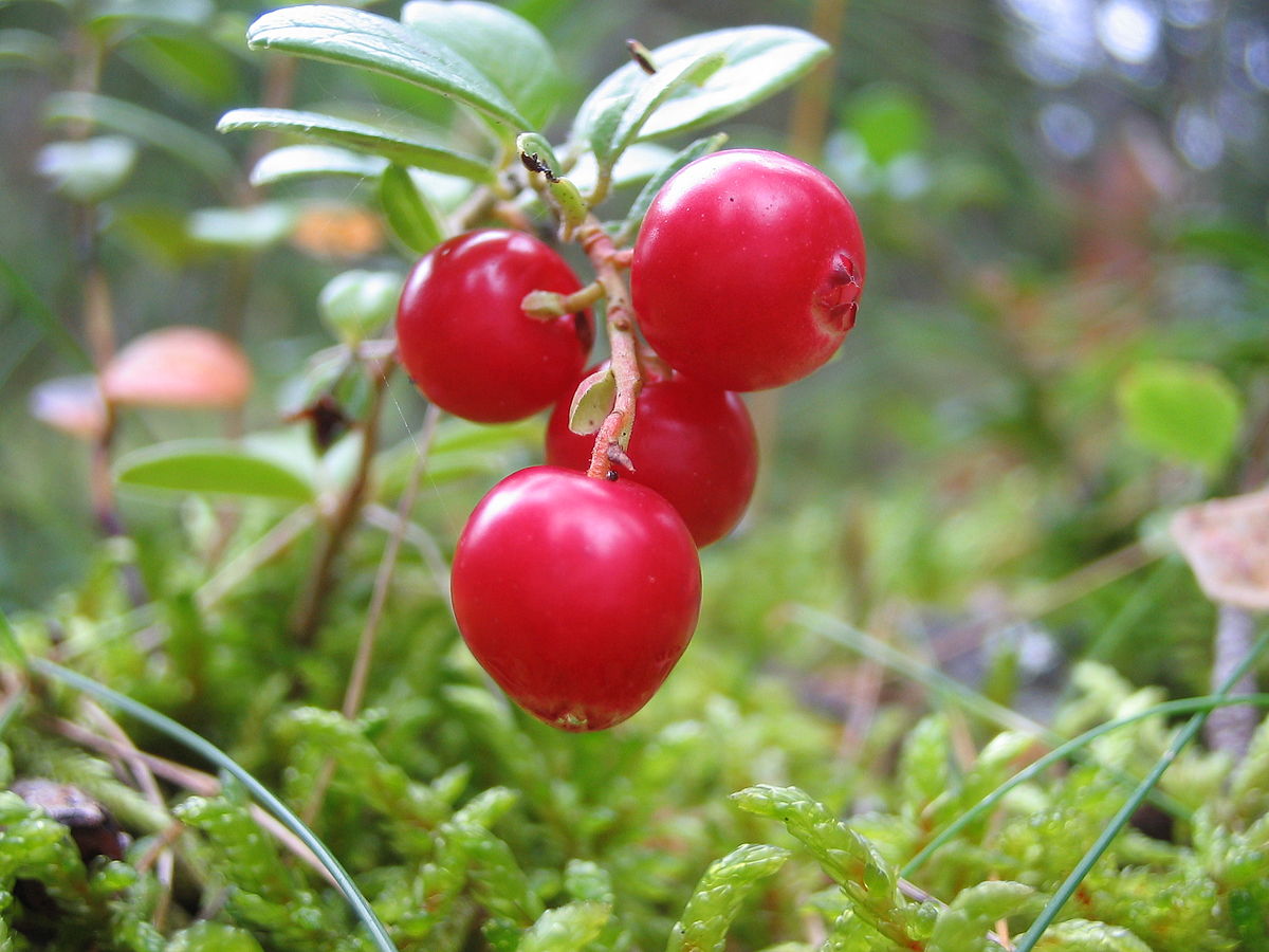 Lingonberry plant with pink-white bell flowers