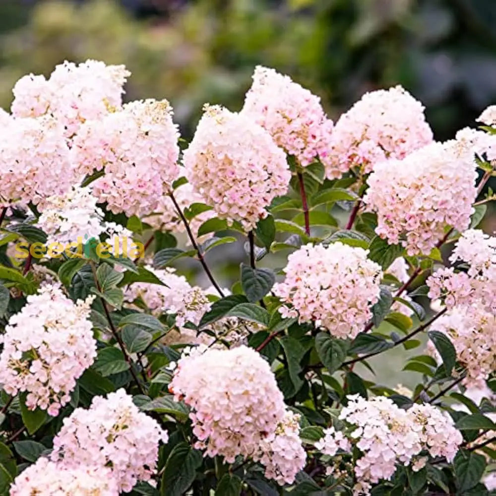 Vainilla Hortensia Flower Seeds For Planting: Cultivate Elegance In Your Garden