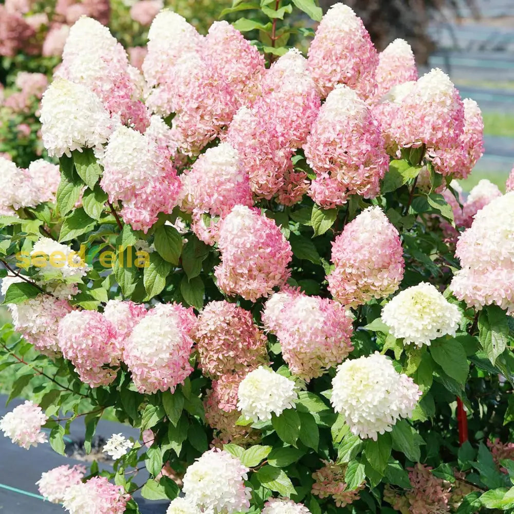 Vainilla Hortensia Flower Seeds For Planting: Cultivate Elegance In Your Garden