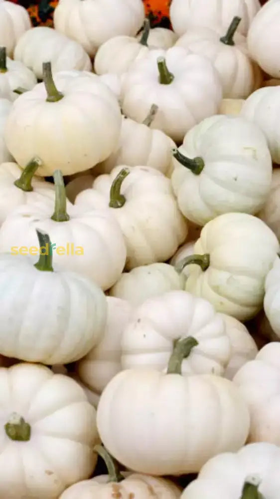 Valencia White Pumpkin Planting Seeds For Unique Gourds