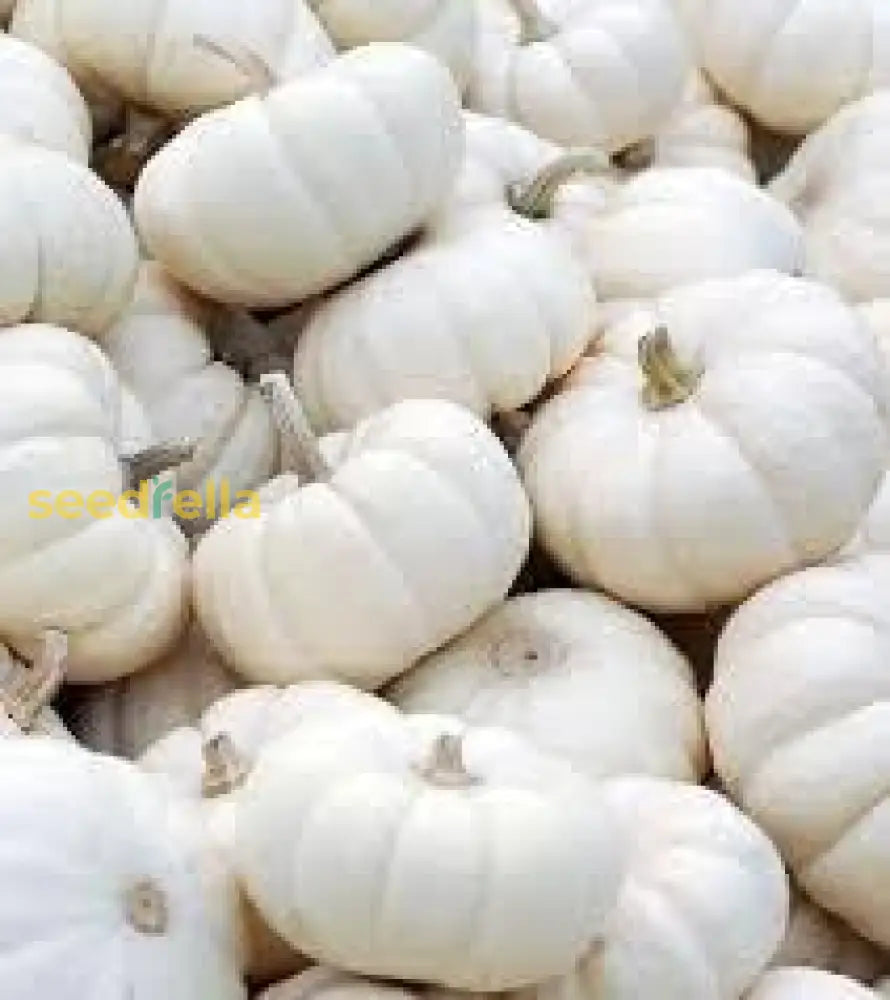 Valencia White Pumpkin Planting Seeds For Unique Gourds