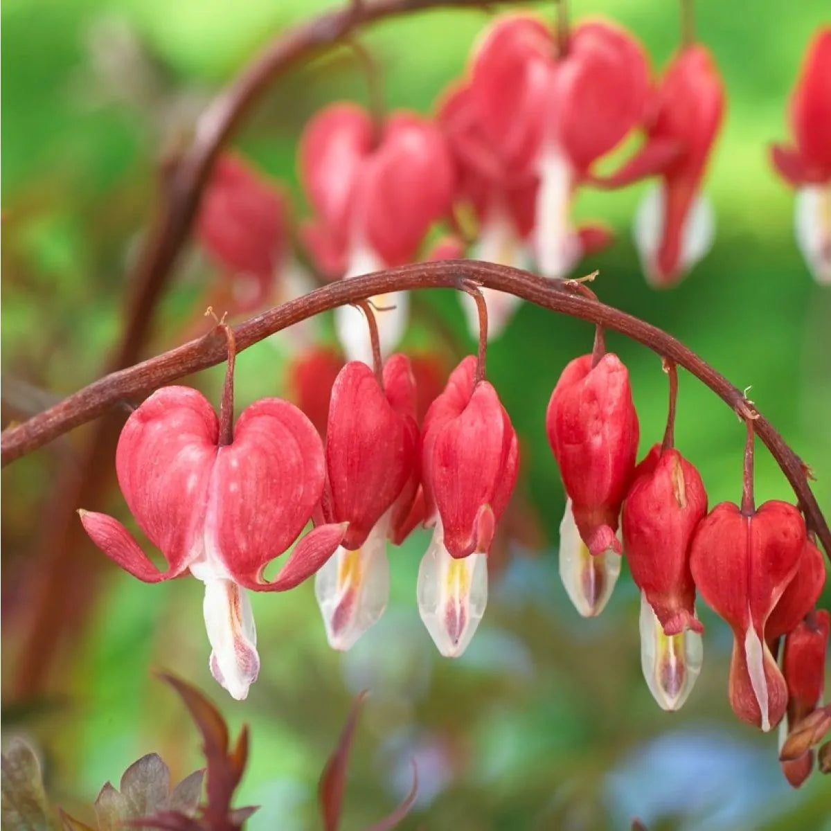 Bleeding Heart Flower seeds for Planting - Compact Growth, Heirloom & GMO Free Seeds for Home Garden
 
 Sale for planting in home garden