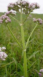 Green Fern-Like Leaves of Valerian Herb Plant
