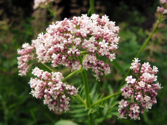 Valerian Seeds – Valeriana officinalis Garden Heliotrope Variety