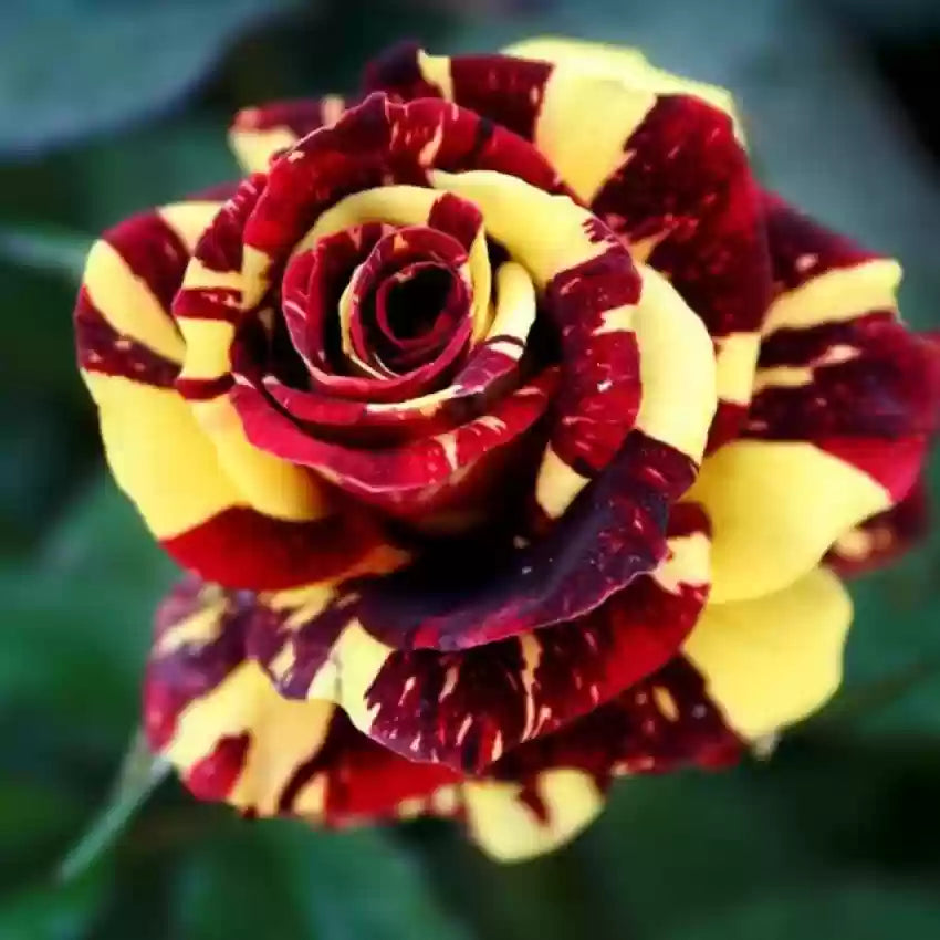 Dynamic Planting With Red & Yellow Rose Seeds Flower