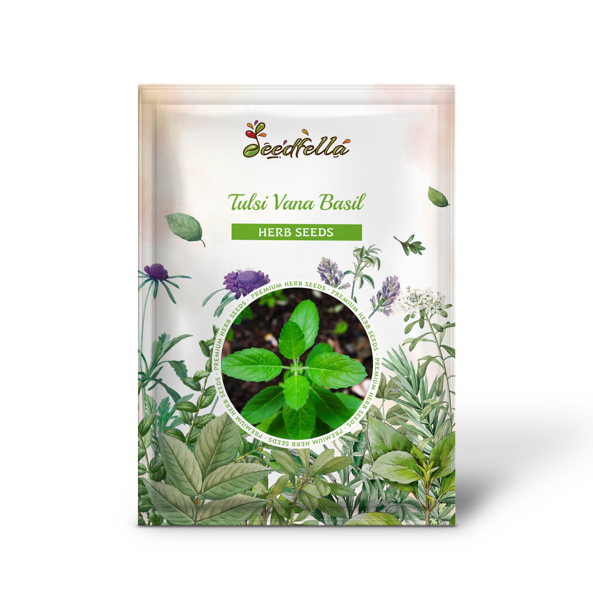 High germination Vana Tulsi basil seeds USA