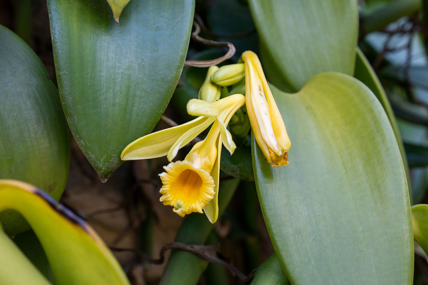 Vanilla Orchid Flower in Bloom