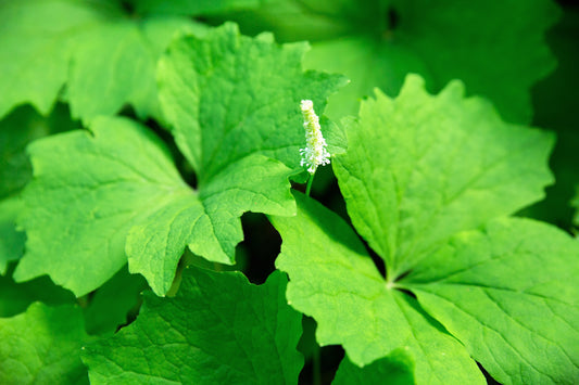 Vanilla Leaf Achlys triphylla seeds forming a dense shade groundcover