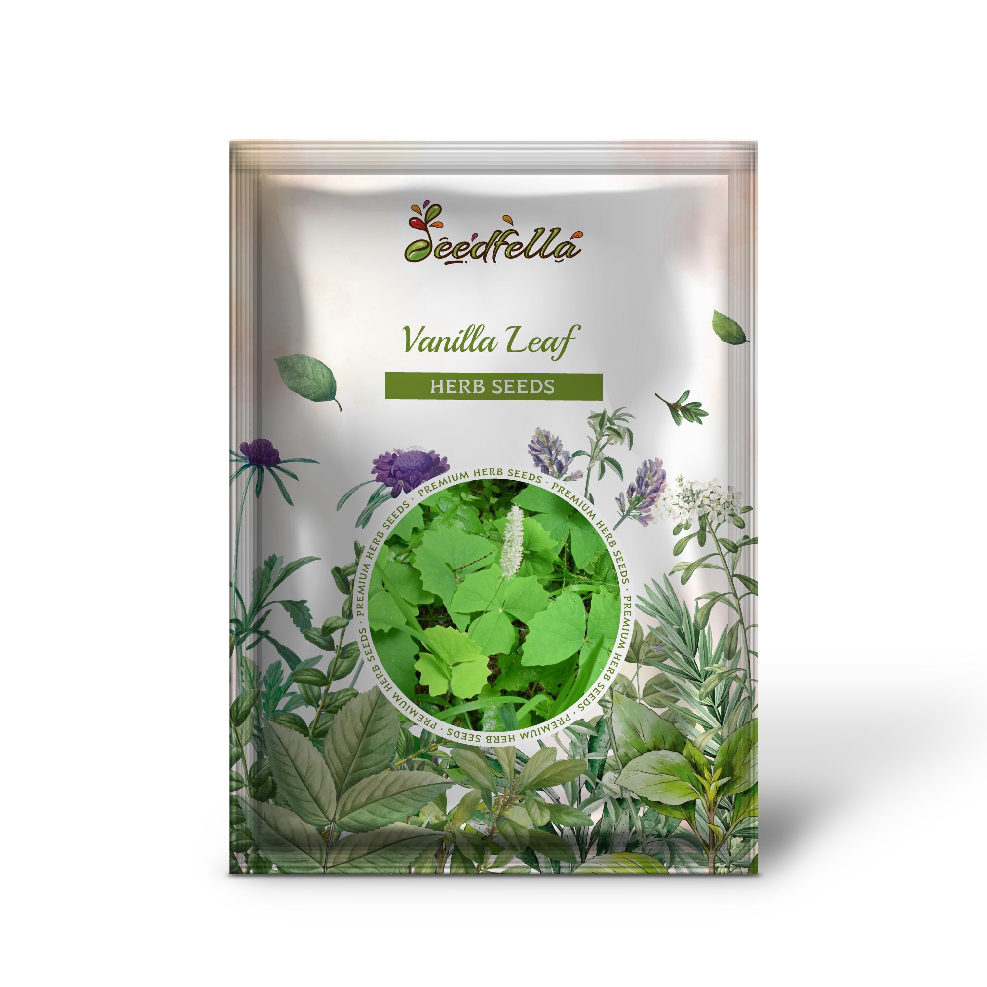 Deer Foot Vanillaleaf plants grown from Vanilla Leaf seeds