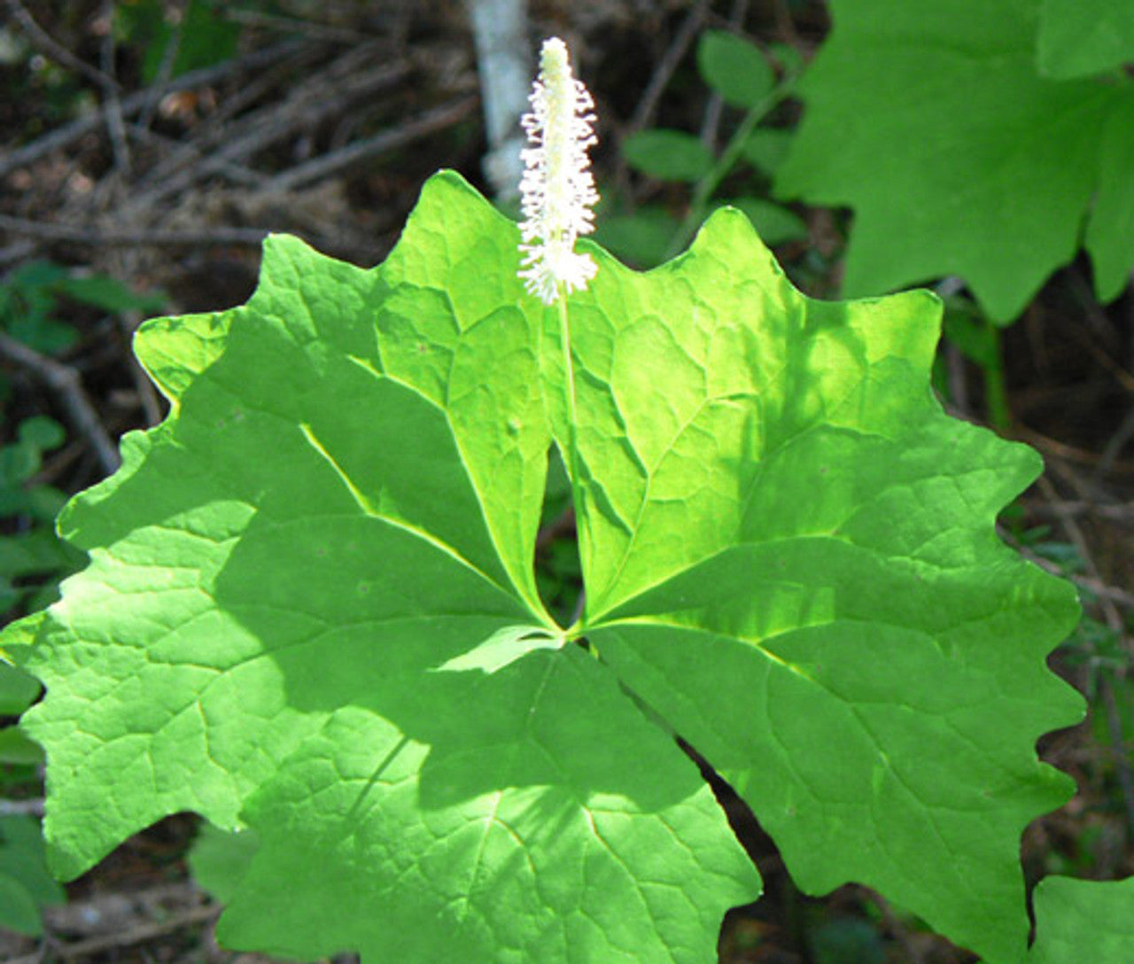 Fragrant vanilla-scented foliage of Achlys triphylla