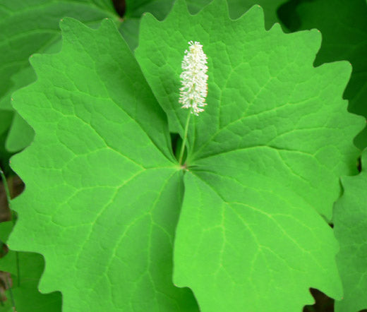 White spring flowers produced by Vanilla Leaf plants
