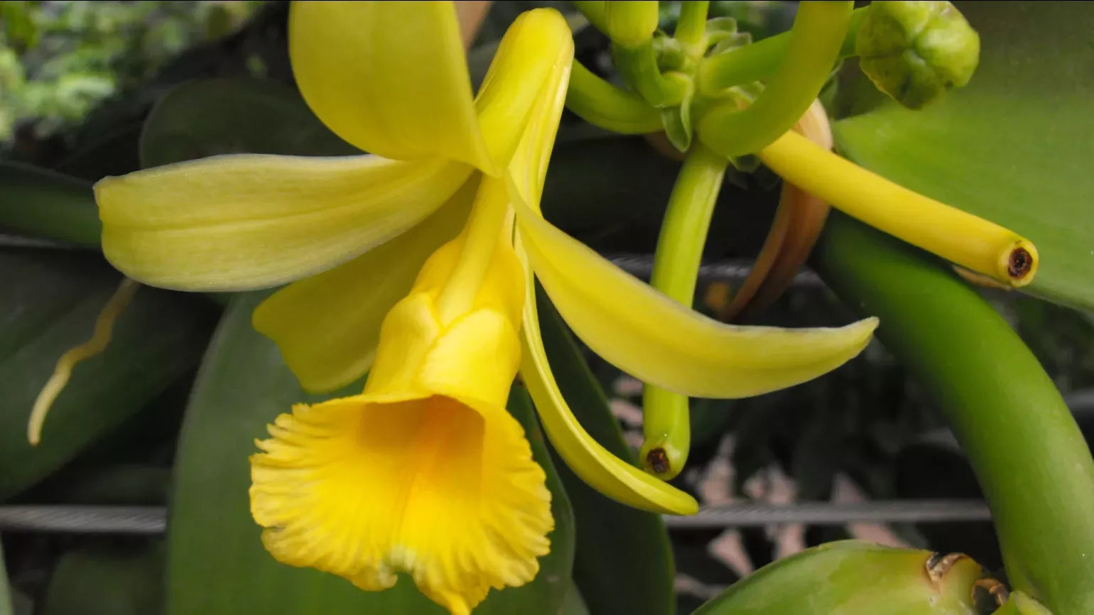Vanilla Orchid Plants Growing Indoors in Greenhouse