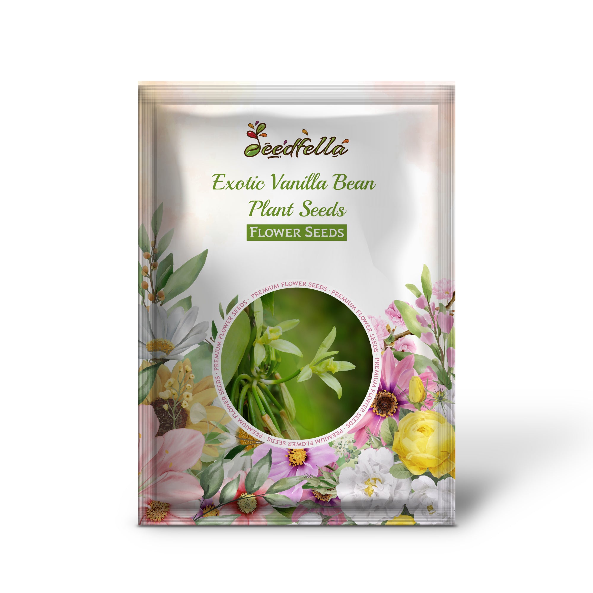 Vanilla Bean Vine Growing Indoors