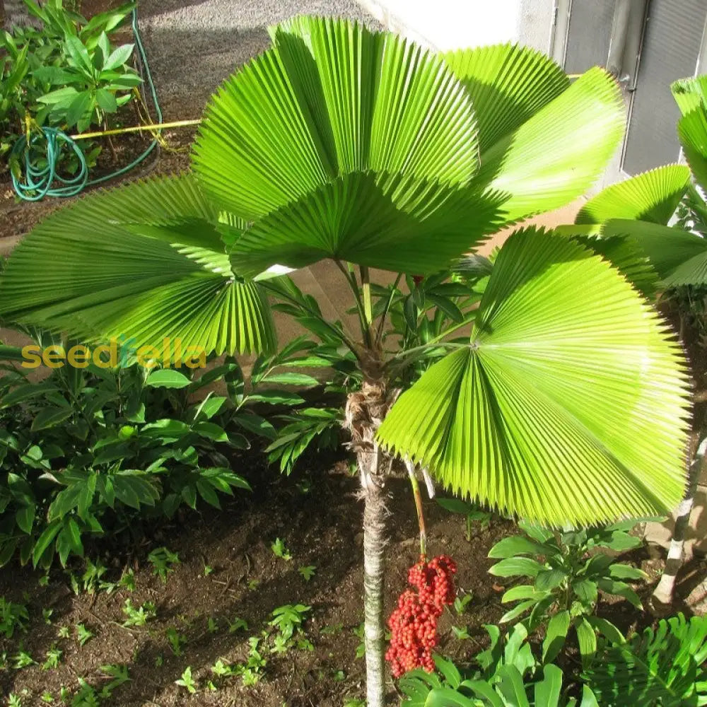 Vanuatu Palm Tree Seeds: Grow Your Own Tropical Paradise  Essential Planting Instructions Seeds