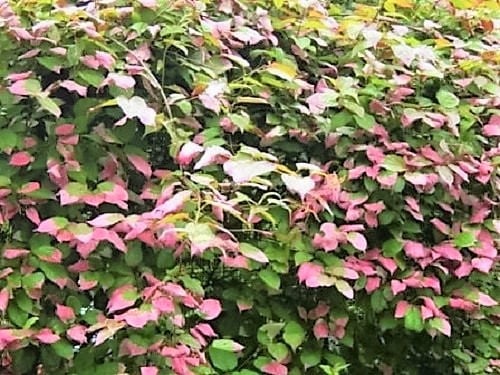 Variegated Arctic Beauty Kiwi Seeds – Actinidia kolomikta Non-GMO Hardy Vine