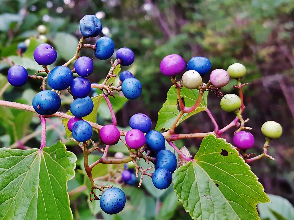 Green, white, and pink variegated leaves of porcelain berry vine