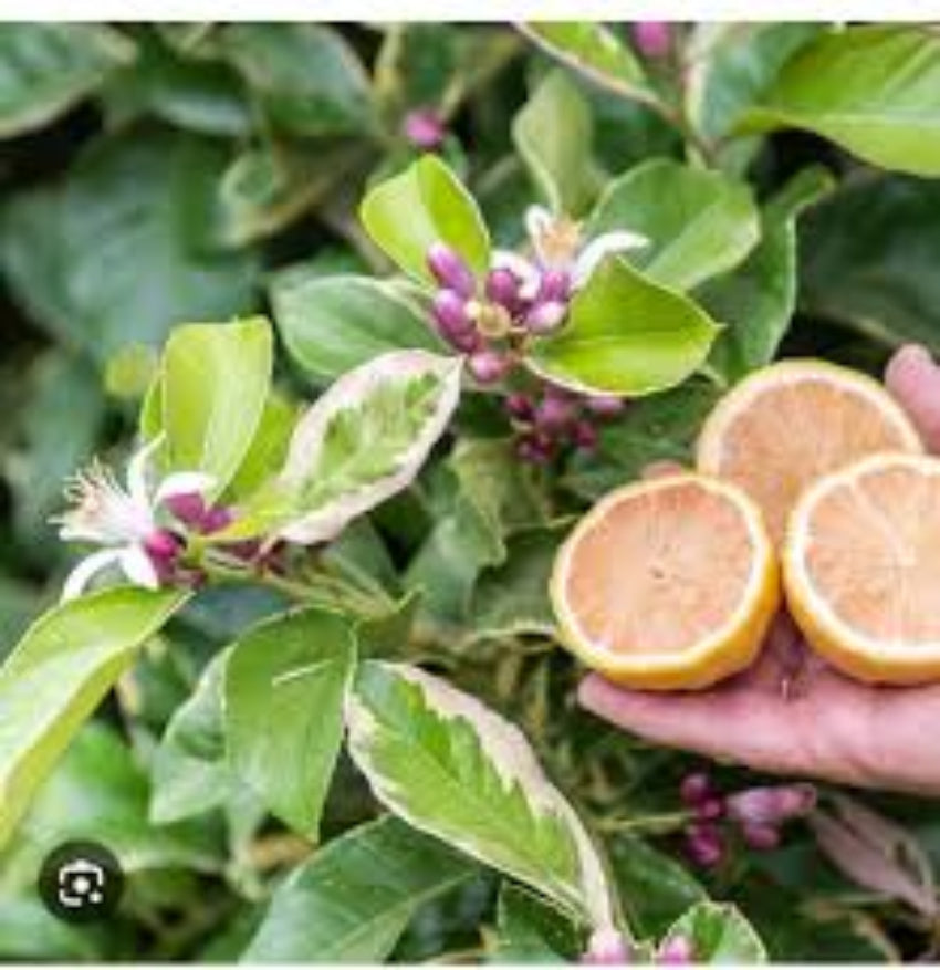 Variegated Lemon Tree Seeds for Home Garden