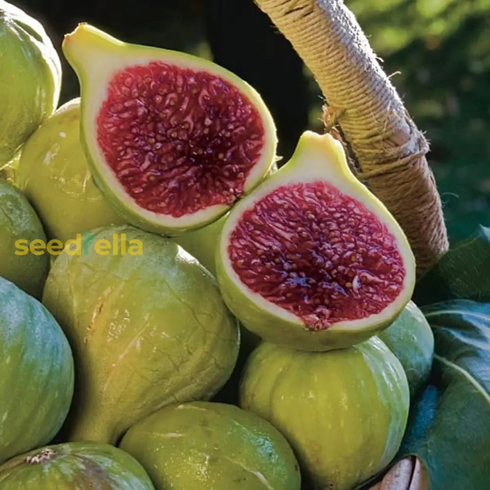 Vasilika Aspra Fruit Tree in Garden