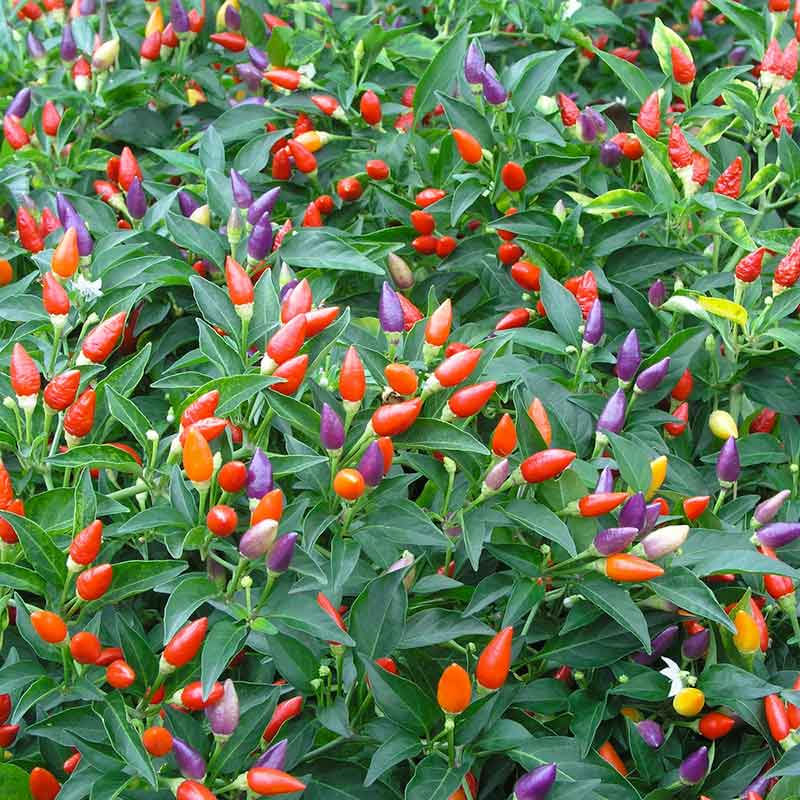 Rainbow Bell Pepper seeds for vegetable garden planting