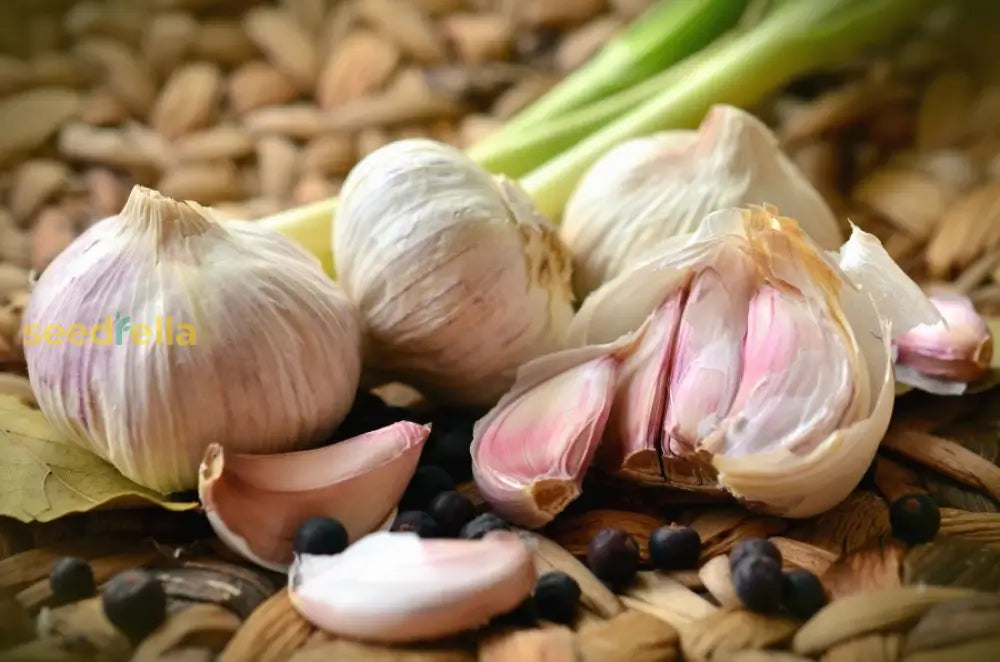 Vegetable Garlic Seeds For Planting - Premium Flavorful Bulbs Home Gardening And Culinary Use