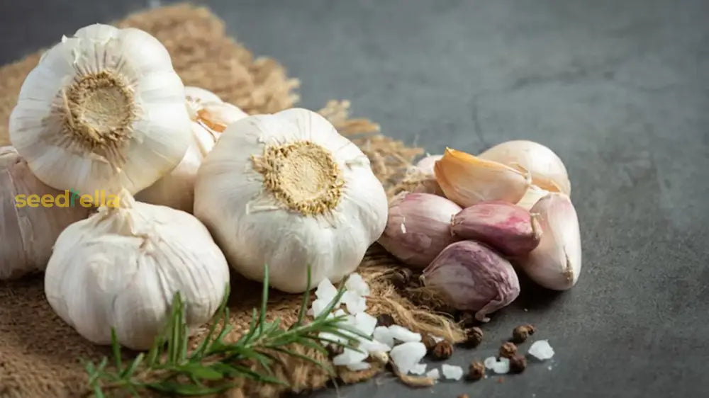 Vegetable Garlic Seeds For Planting - Premium Flavorful Bulbs Home Gardening And Culinary Use