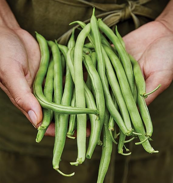 Bean vines in vegetable patch