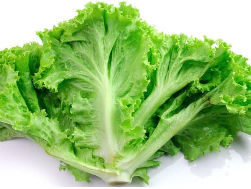 Slobolt Lettuce seeds for vegetable patches