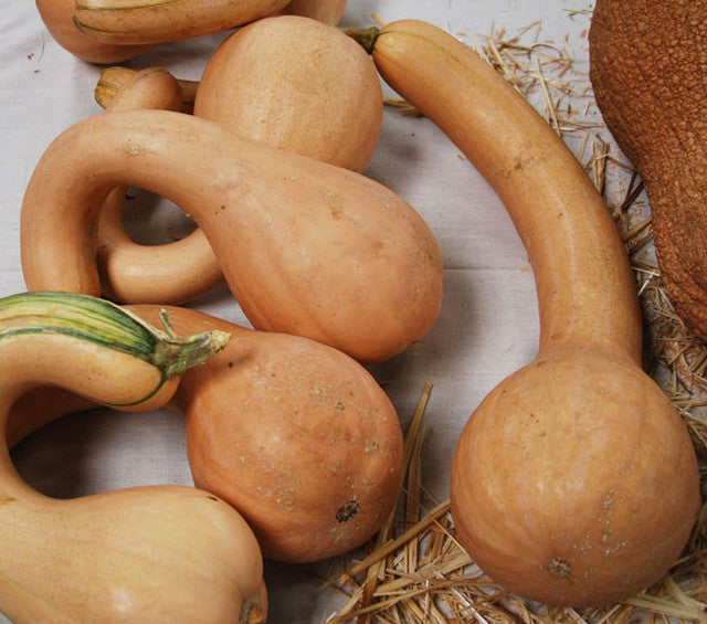 Neck Pumpkin vines in vegetable patch