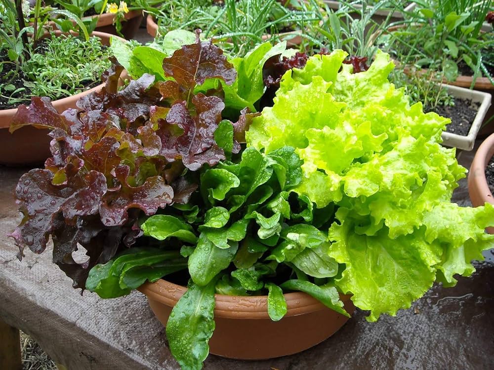 Mixed Salad Greens seeds for vegetable patches