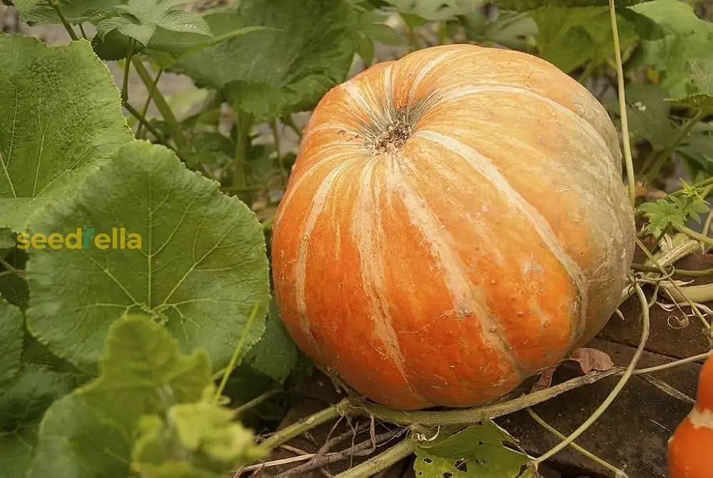 Vegetable Pumpkin Seeds Collection For Easy Planting Seeds