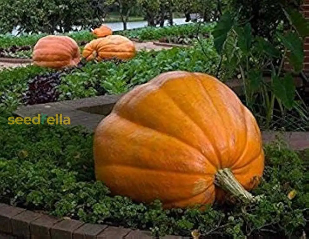 Vegetable Pumpkin Seeds Collection For Easy Planting Seeds