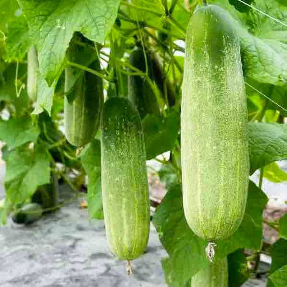 Pepper seeds from Essential Garden Vegetable Seed Pack