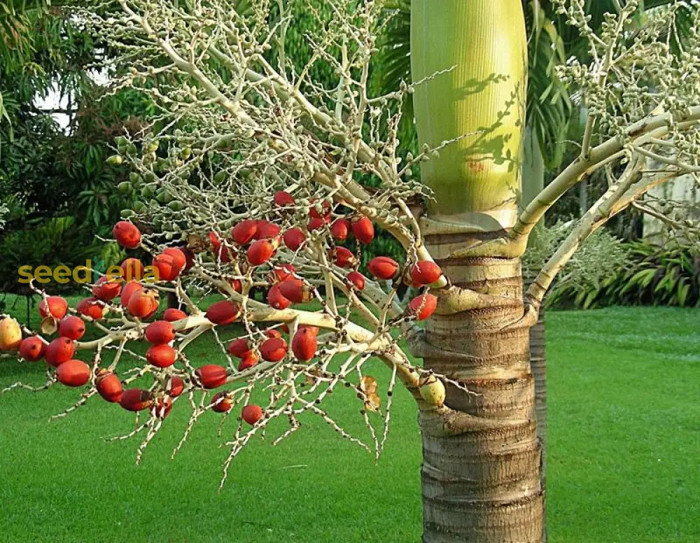 Veitchia Merrillii Fruit Seeds For Tropical Planting - Grow Your Own Majestic Palm