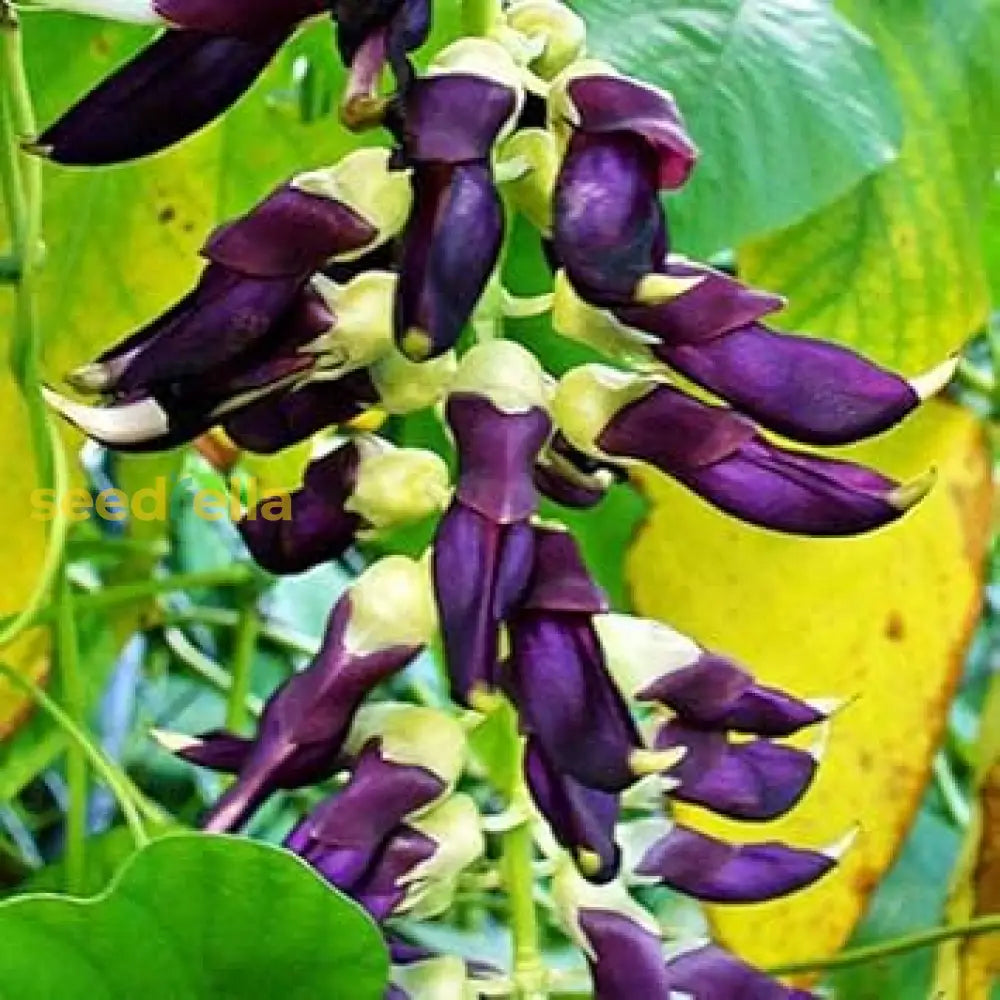Velvet Bean seeds ornamental planting